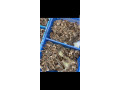 poussins-de-bon-qualite-small-1