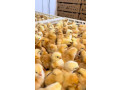 poussins-de-bon-qualite-small-4