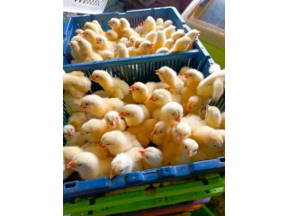 Poussins de bon qualité