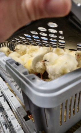 poussins-de-bon-qualite-big-2