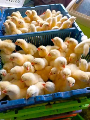 poussins-de-bon-qualite-big-0