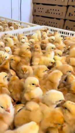 poussins-de-bon-qualite-big-4