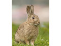 lapin-small-1