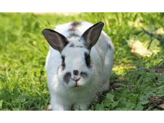 Lapin
