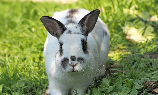 lapin-big-0