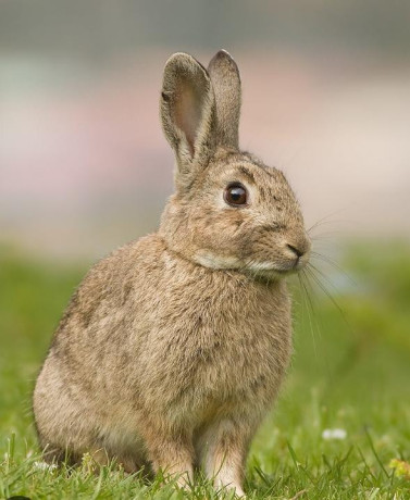 lapin-big-1