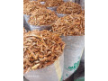 criquet-small-2