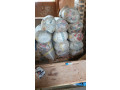 criquet-small-0