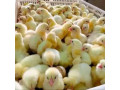 ferme-al-baraka-poussin-de-qualite-small-2