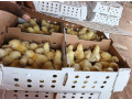 ferme-al-baraka-poussin-de-qualite-small-1