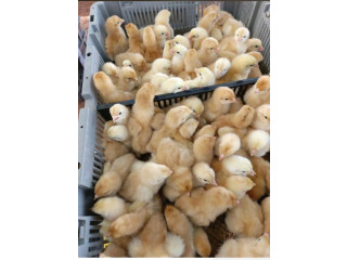 Ferme Al Baraka poussin de qualité
