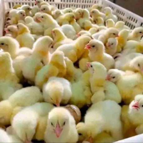 ferme-al-baraka-poussin-de-qualite-big-2