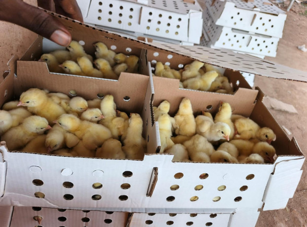 ferme-al-baraka-poussin-de-qualite-big-1