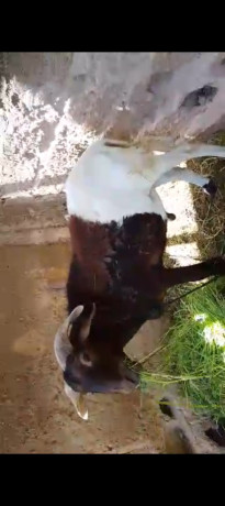 vente-de-moutons-de-banfora-big-0