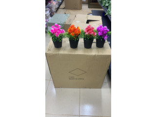 Fleurs