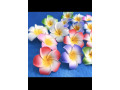 fleur-hawaienne-small-0