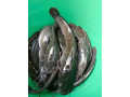 silures-fraichement-peches-direct-du-bassin-small-1
