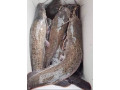 silures-fraichement-peches-direct-du-bassin-small-2