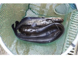 Silures fraîchement pêchés  Direct du bassin