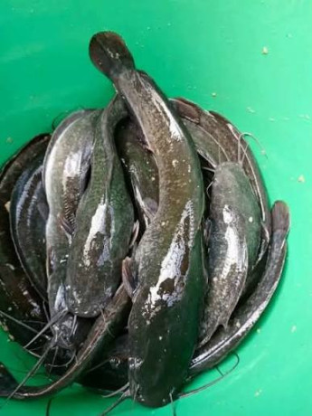 silures-fraichement-peches-direct-du-bassin-big-1