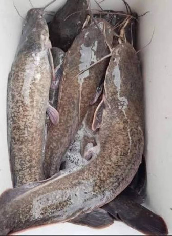 silures-fraichement-peches-direct-du-bassin-big-2