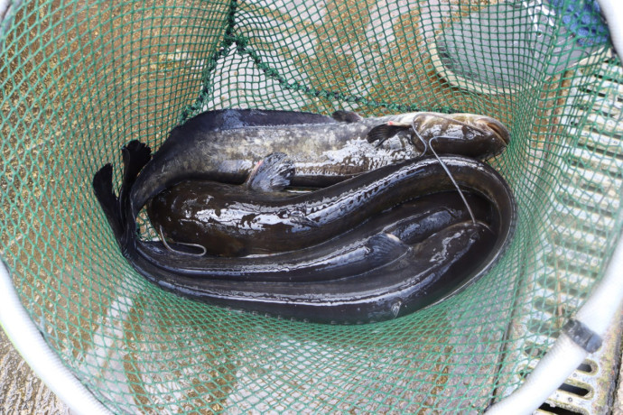 silures-fraichement-peches-direct-du-bassin-big-0