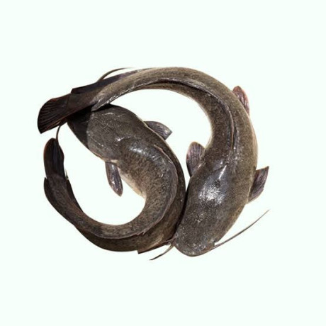 silures-fraichement-peches-direct-du-bassin-big-3