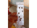 les-bijoux-de-qualite-cest-chez-oumou-small-2