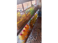 epicerie-de-proximite-large-choix-de-produits-du-quotidien-small-0