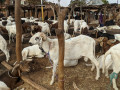 tabaski-2026-reserve-ton-mouton-des-maintenant-small-2