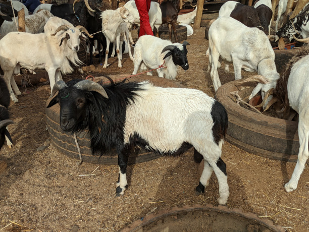 tabaski-2026-reserve-ton-mouton-des-maintenant-big-1