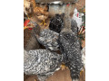 vente-de-poulets-small-0