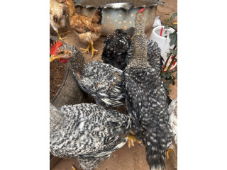 Vente de poulets