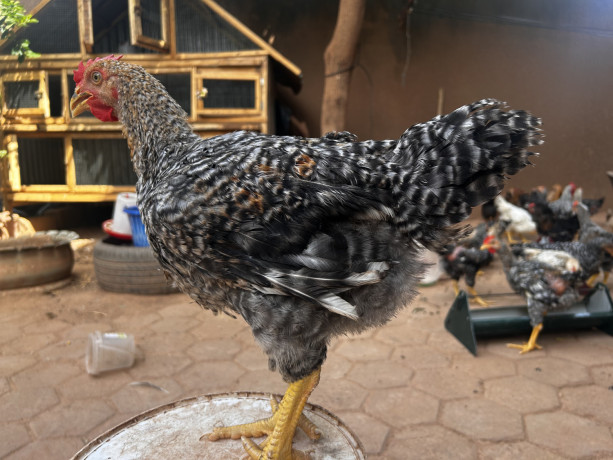 vente-de-poulets-big-1
