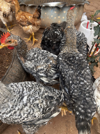 vente-de-poulets-big-0