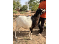mouton-pour-la-tabaski-small-0