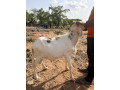mouton-pour-la-tabaski-small-1