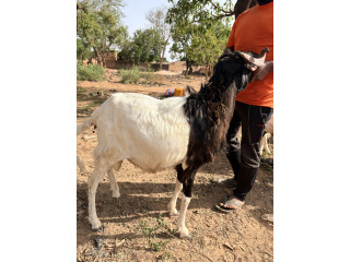 Mouton pour la TABASKI