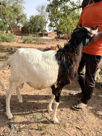 mouton-pour-la-tabaski-big-0