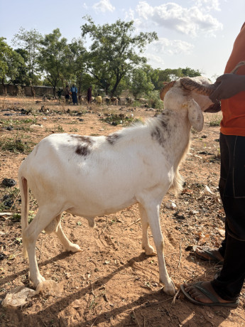 mouton-pour-la-tabaski-big-1