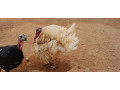 vente-de-dinde-de-premier-choix-a-prix-abordables-small-0