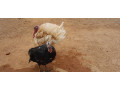 vente-de-dinde-de-premier-choix-a-prix-abordables-small-1