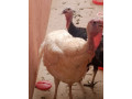 vente-de-dinde-de-premier-choix-a-prix-abordables-small-4