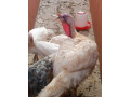 vente-de-dinde-de-premier-choix-a-prix-abordables-small-3