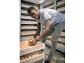 sahel-elevage-small-4