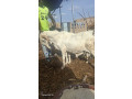vente-des-boeuf-et-des-moutons-small-2