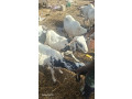 vente-des-boeuf-et-des-moutons-small-0