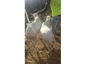 vente-des-boeuf-et-des-moutons-small-3