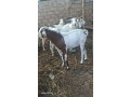 vente-des-boeuf-et-des-moutons-small-1