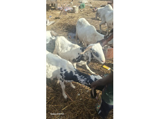 Vente des bœuf et des moutons